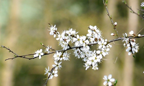 Blackthorn blossom