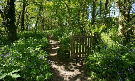Woods with bluebells near St Loy, Cornwall