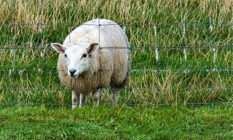 Sheep with head through fence