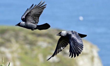 Jackdaws in flight