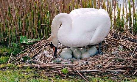 Swan on nest with eggs