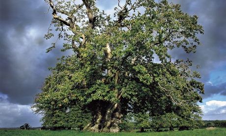 Oak tree and rain clouds