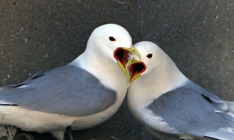 Kittiwakes, pair of birds