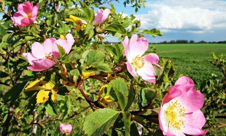 Dog roses along field edge