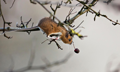 Wood Mouse (Apodemus sylvaticus) on tree branch