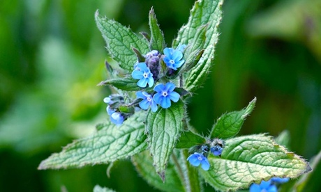 Green alkanet in bloom