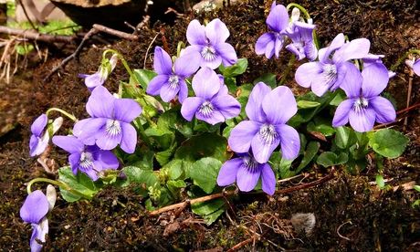 Dog violet flowering
