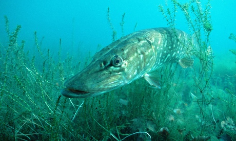 A northern pike in water