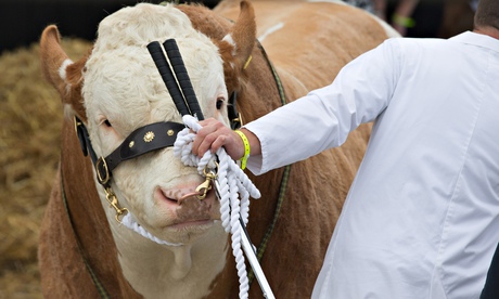 Bull at agricultural show, Wadebridge