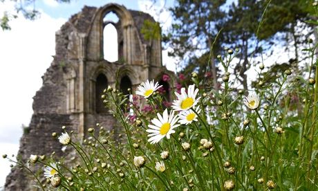 Oxeye daisies at Wenlcok abbey