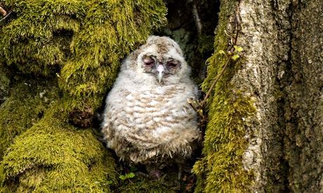 Tawny owl chick in oak cavity