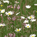 Meadow flowers