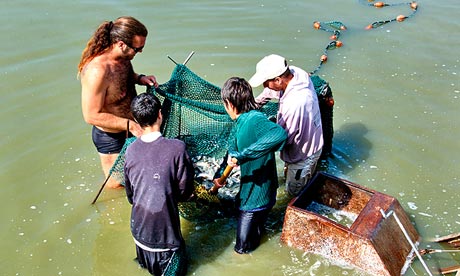 Israel's Kibbutz Afikim fishfarm Removing young carp to be transferred to the larger growing pools