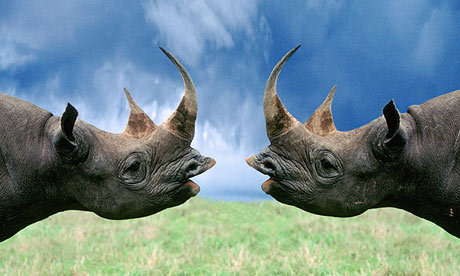 Black Rhinoceroses Looking at Each Other. Two were flown from the UK to Tanzania