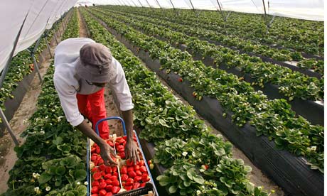 agriculture migrant turkish spain turkey economic fields strawberry worker workers fruit african naharnet