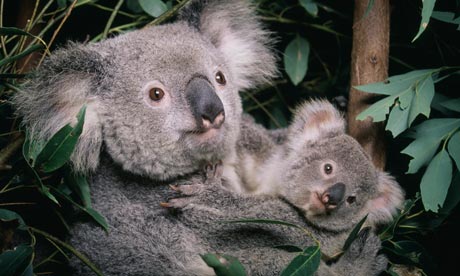 http://static.guim.co.uk/sys-images/Guardian/Pix/GWeekly/2011/6/14/1308048596644/koala-cub-006.jpg