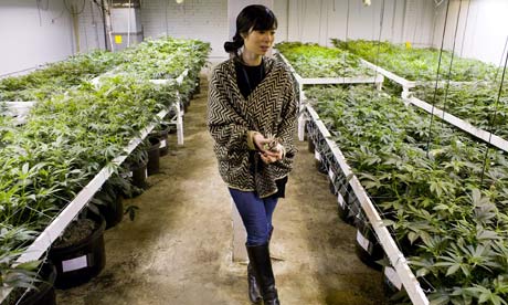 http://static.guim.co.uk/sys-images/Guardian/Pix/GWeekly/2013/3/29/1364564144423/colorado-marijuana-grower-006.jpg