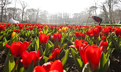 Keukenhof Gardens