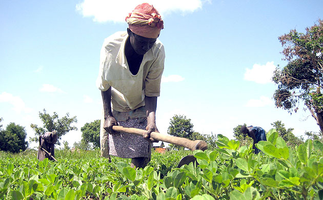 Katine farmer gallery 3