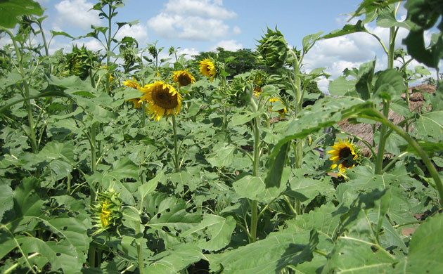 Katine farmer gallery 7