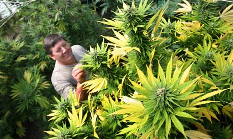 Jim Hill in his greenhouse growing medical marijuana