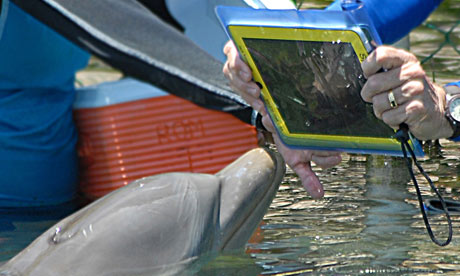 Merlin the dophin gets the hang of the iPad