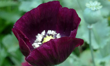 black poppy