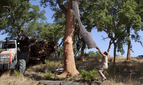 cork oak forest