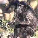Sulawesi macaque
