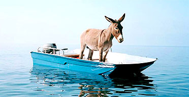 Untitled (Donkey) by Paola Pivi, part of Universal Experience, Hayward