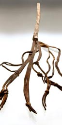 Saxon whip