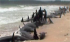 Stranded pilot whales in northern New Zealand
