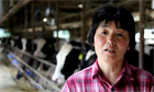 The dairy farmers who returned to Fukushima's fallout path - video