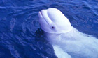 Noc the Beluga whale