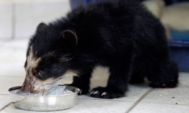 peru bear