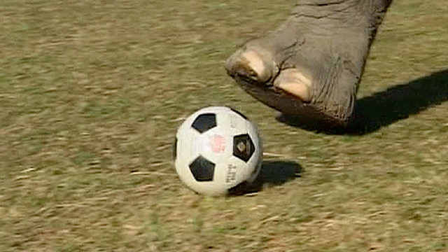 Elephants-play-football-i-001.jpg
