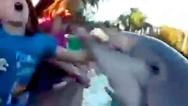 Dolphin Bites Girl At Orlando SeaWorld Video World News The Guardian