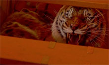 A still from Ang Lee's Life of Pi