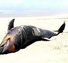 Mysterious dolphin deaths in Peru