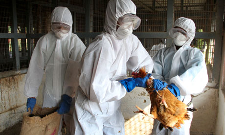 Bird Flu Viruses