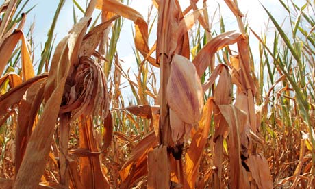 Indiana, drought, corn