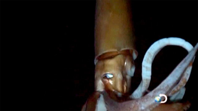 Exclusive new footage of giant squid in natural habitat - video | Environment | The Guardian