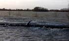 A seal clambering over a flood defence at Fen Drayton lakes in Cambridgeshire