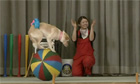 Dogs perform in Japan