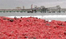 Thousands of prawns washed up on Chilean beach 