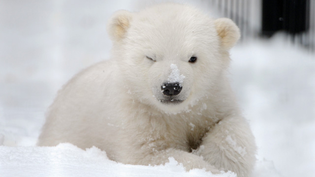Orphaned-Polar-Bear-Cub-005.jpg
