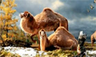 Ancient Arctic camel.