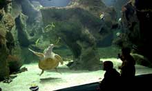 Atout: La Rochelle Aquarium In La Rochelle, France In May, 2001.