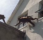 Baboons invade a house in South Africa