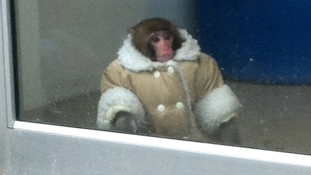 Monkey-dressed-in-coat-012.jpg